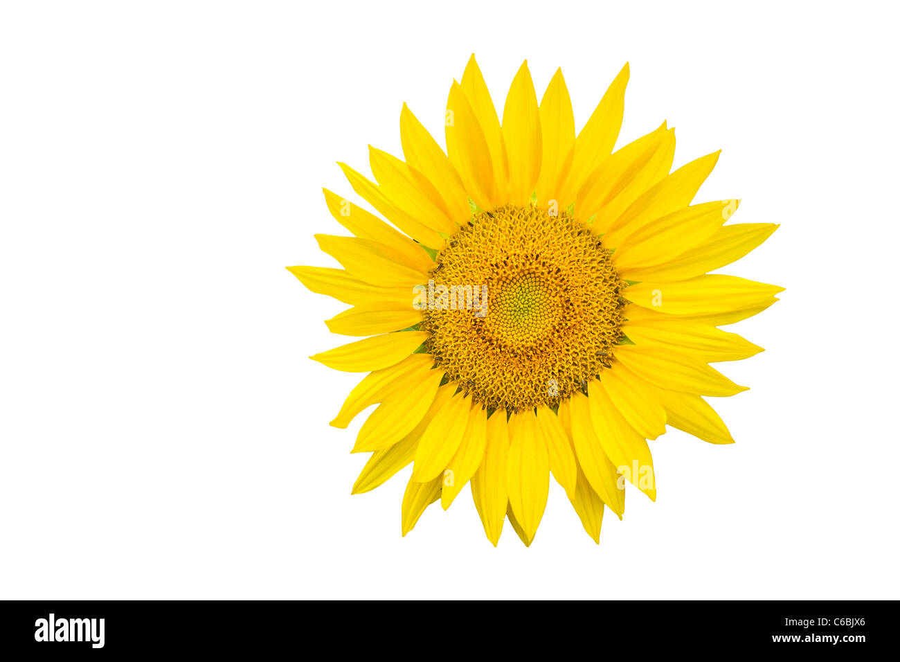 Sunflower closeup isolated on white background Stock Photo - Alamy