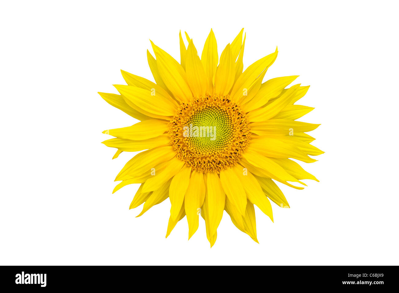 Sunflower closeup isolated on white background Stock Photo - Alamy
