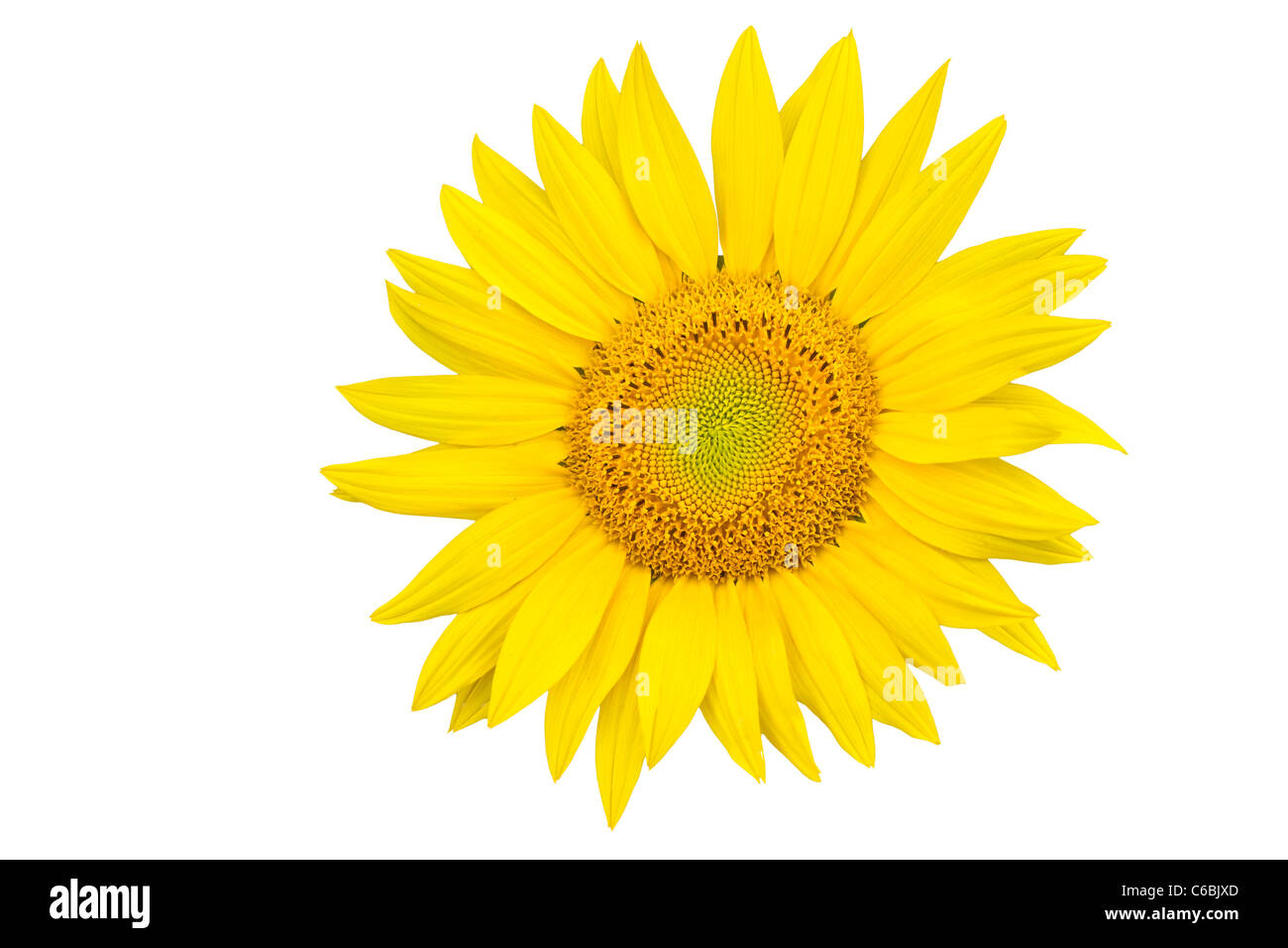 Sunflower closeup isolated on white background Stock Photo - Alamy