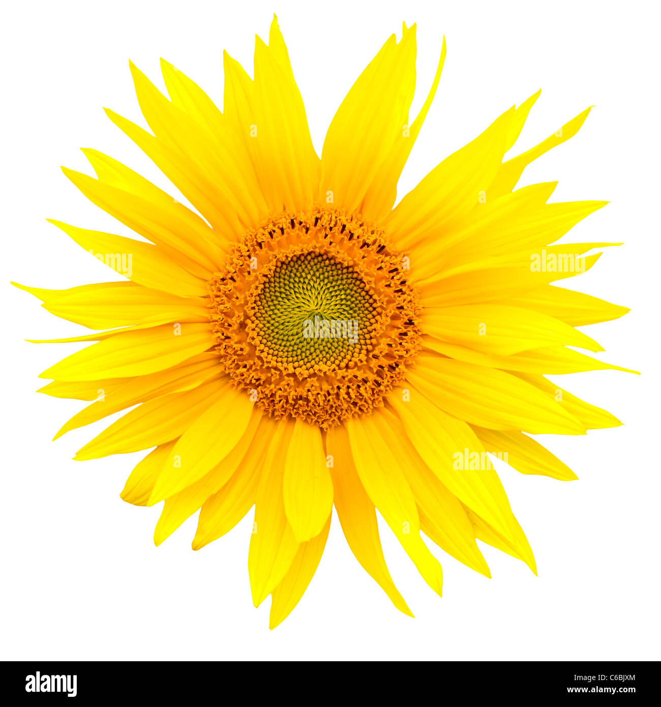 Sunflower closeup isolated on white background Stock Photo - Alamy