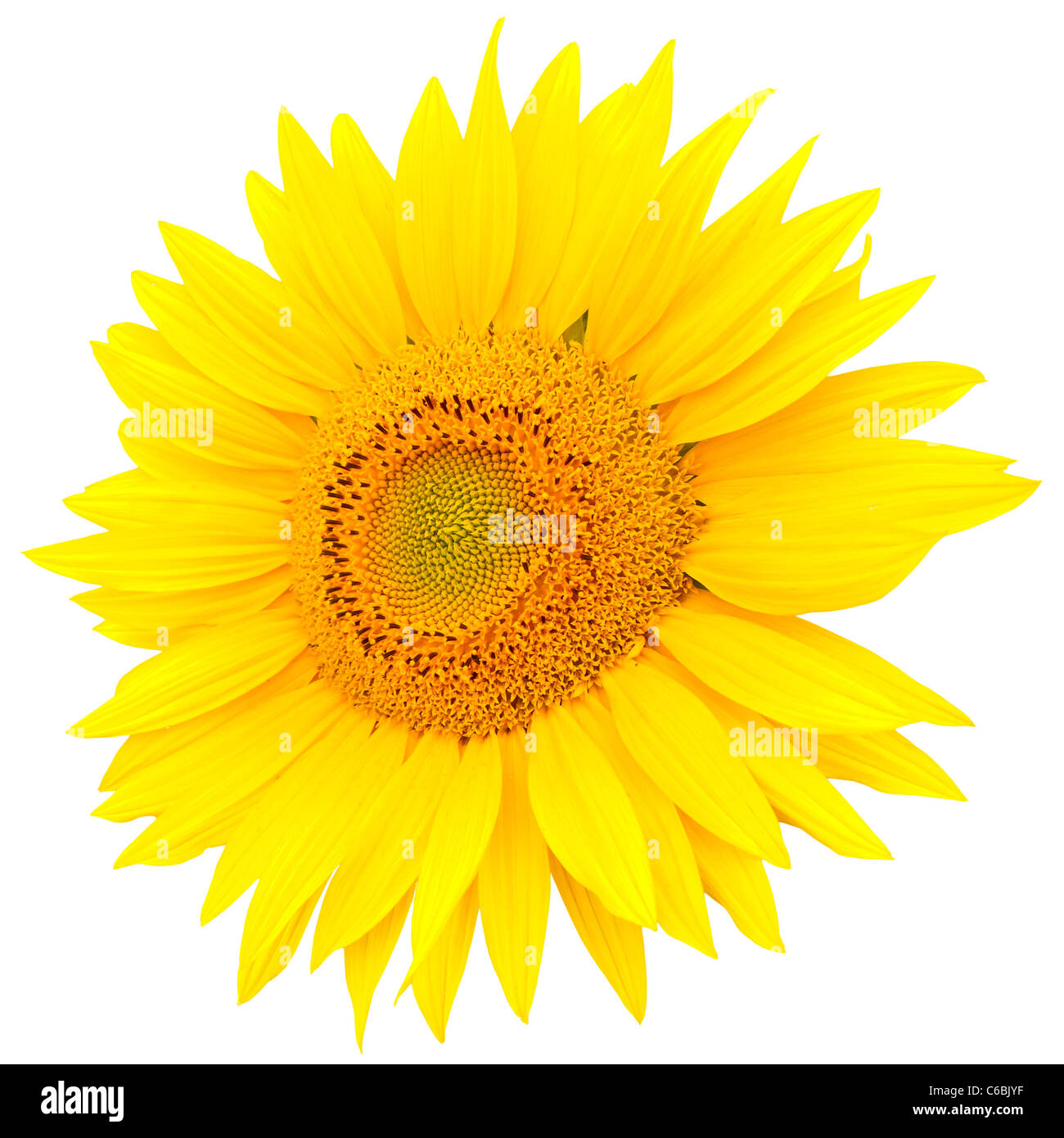Sunflower closeup isolated on white background Stock Photo - Alamy