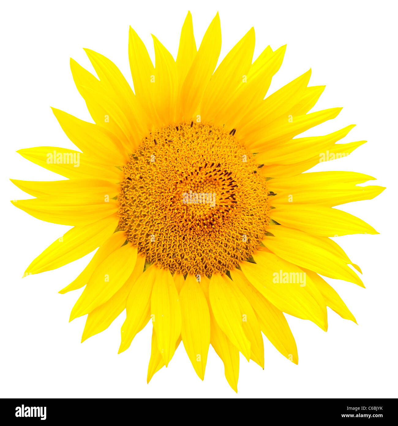 Sunflower closeup isolated on white background Stock Photo - Alamy