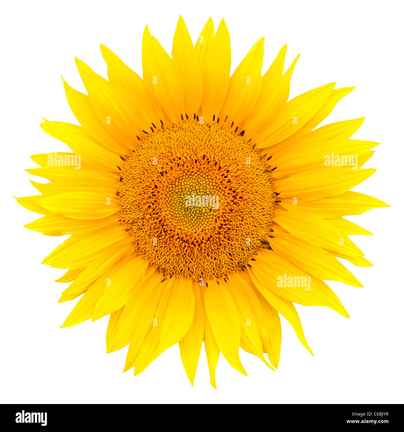Sunflower closeup isolated on white background Stock Photo - Alamy