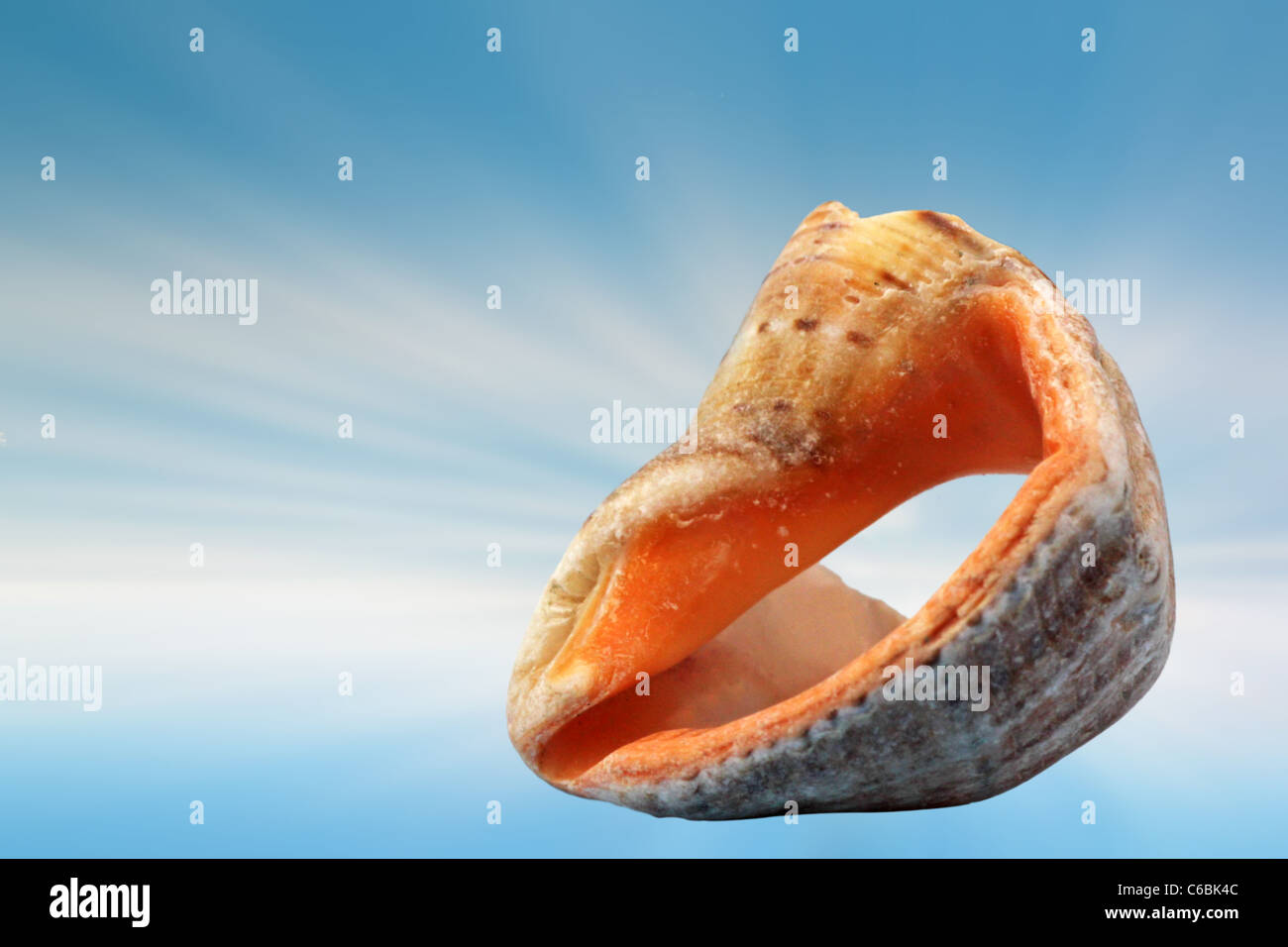 shell over blue background Stock Photo - Alamy