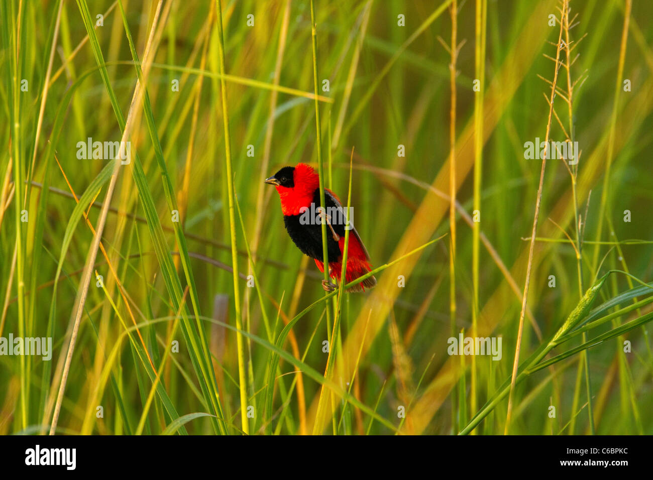 Northern Red Euplectes franciscanus, Ethiopia Stock Photo Alamy