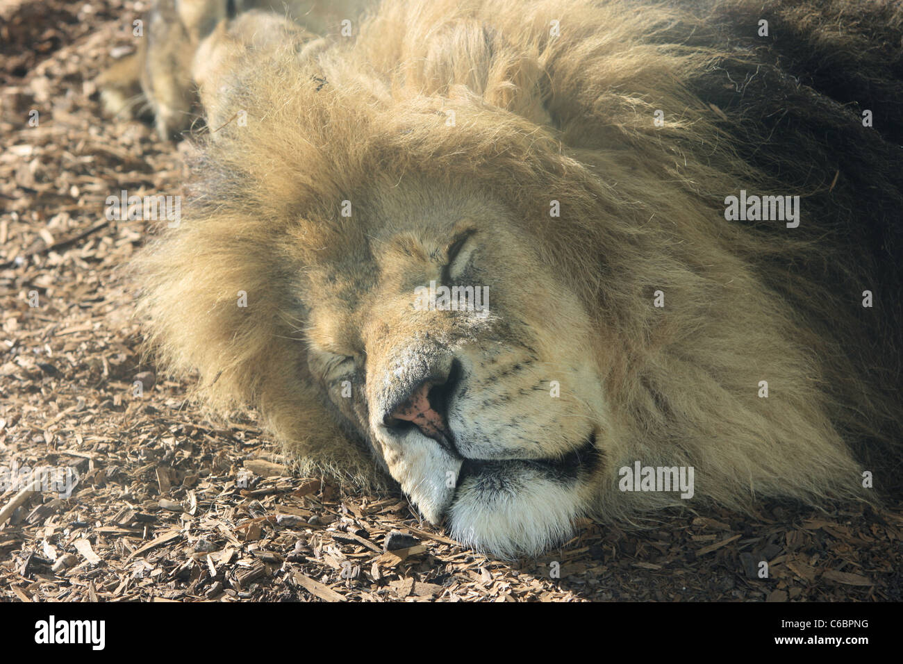 Lion asleep at Whipsnade Zoo Stock Photo