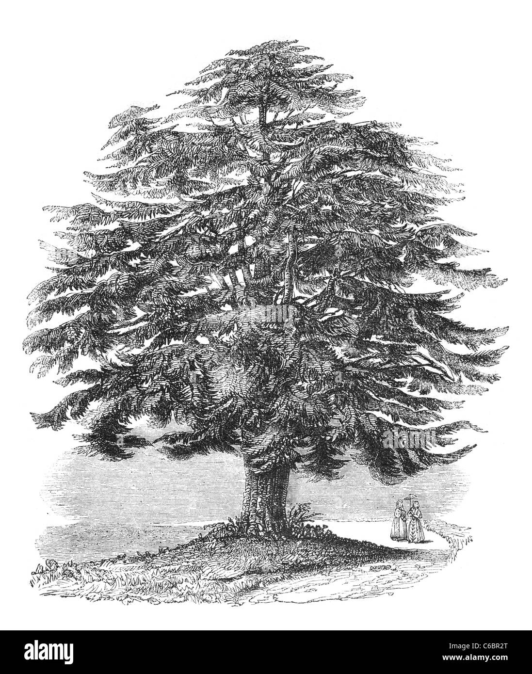 Cedar in the grounds of the late T. N. Longman at Hampstead. Engraving from a british magazine printed in 1843. Stock Photo