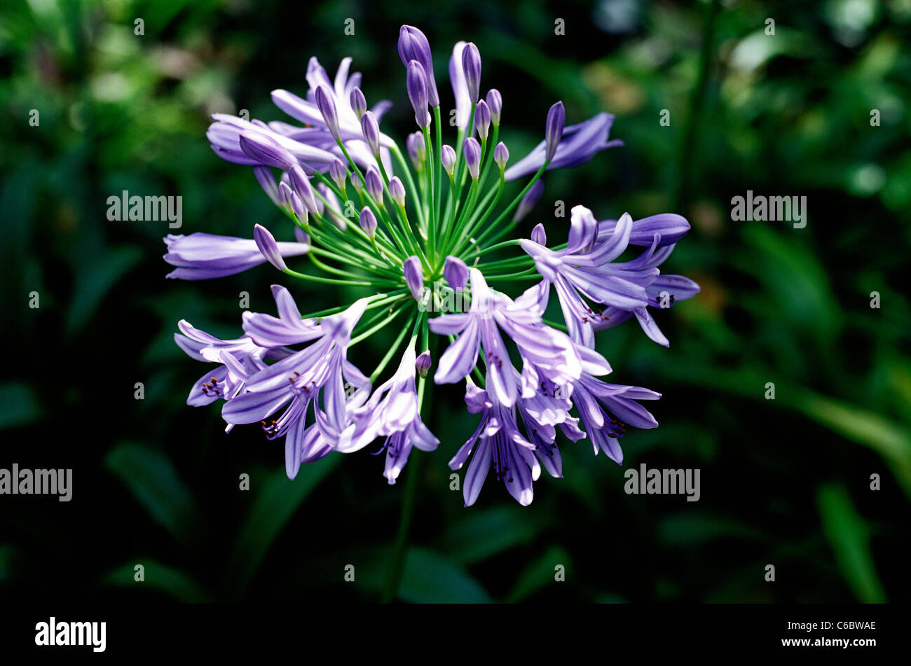 Bluetenstand Stock Photos & Bluetenstand Stock Images - Alamy
