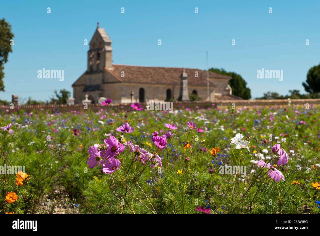 Field of wild flowers growing near to Margaux in the Bordeaux region of France Stock Photo