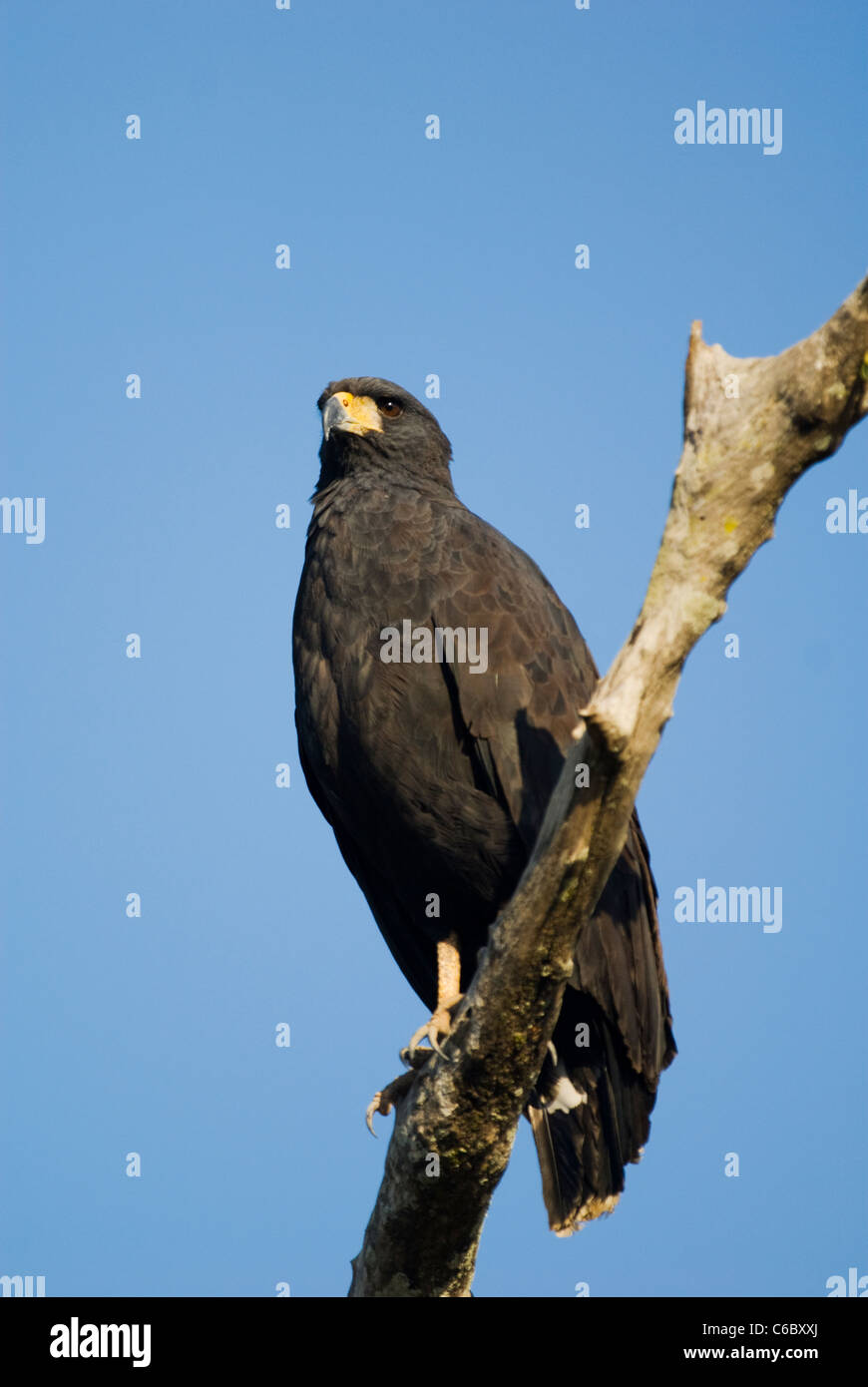 Great black hawk Stock Photo Alamy