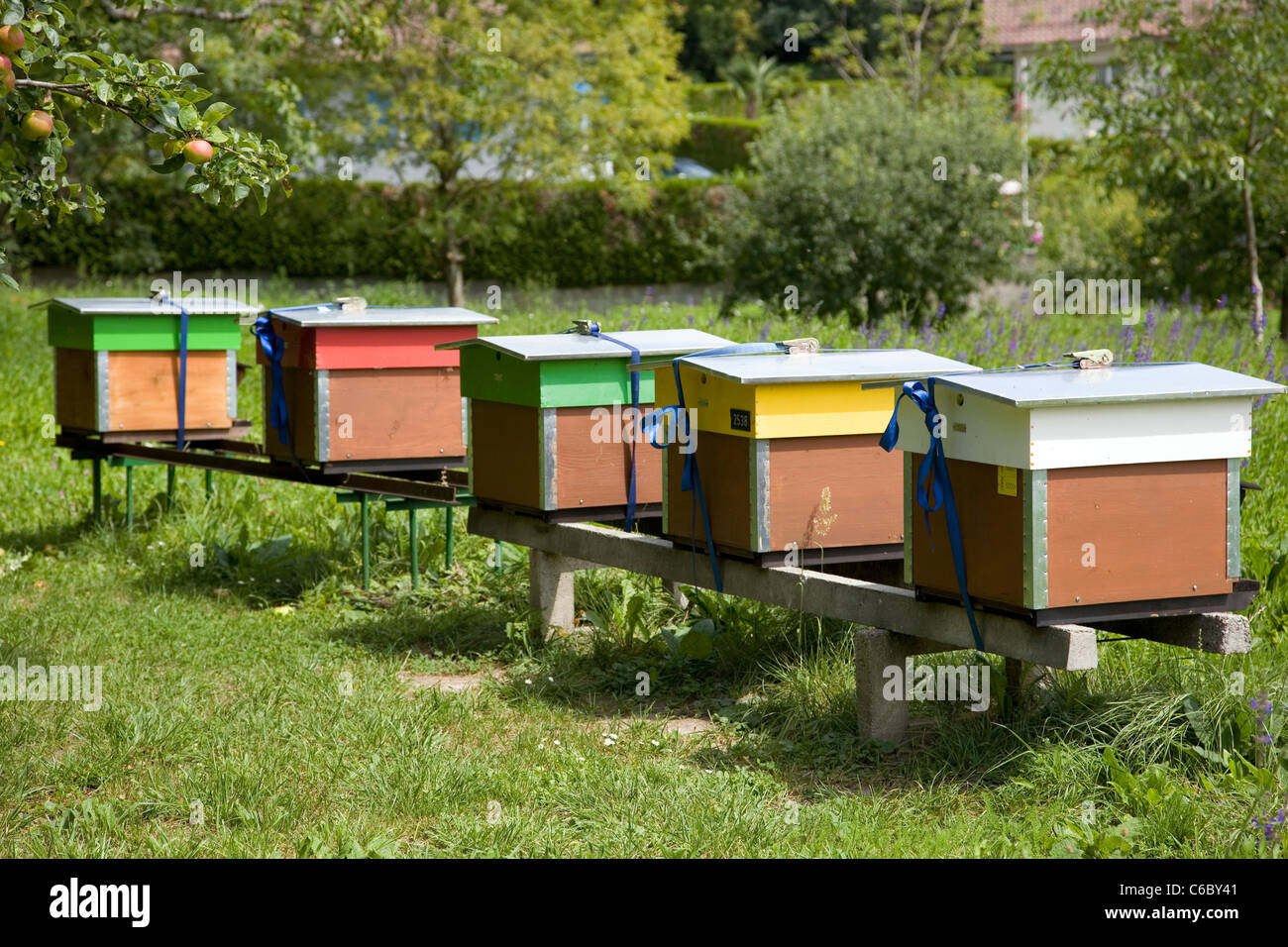 Beehives in Prangins - Switzerland Stock Photo