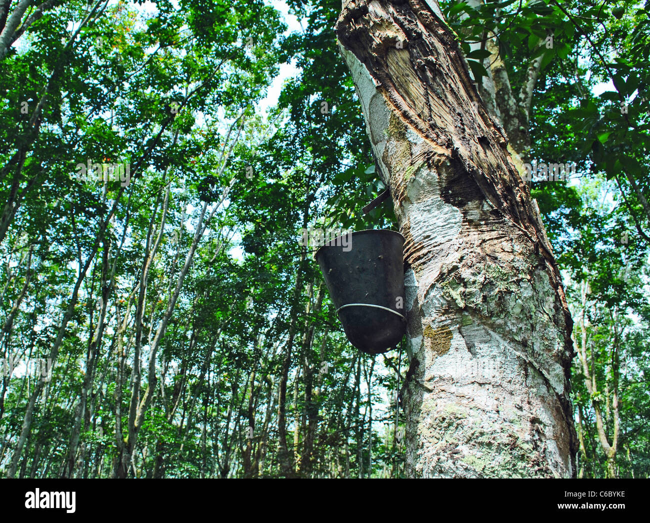 Rubber trees africa hi-res stock photography and images - Alamy