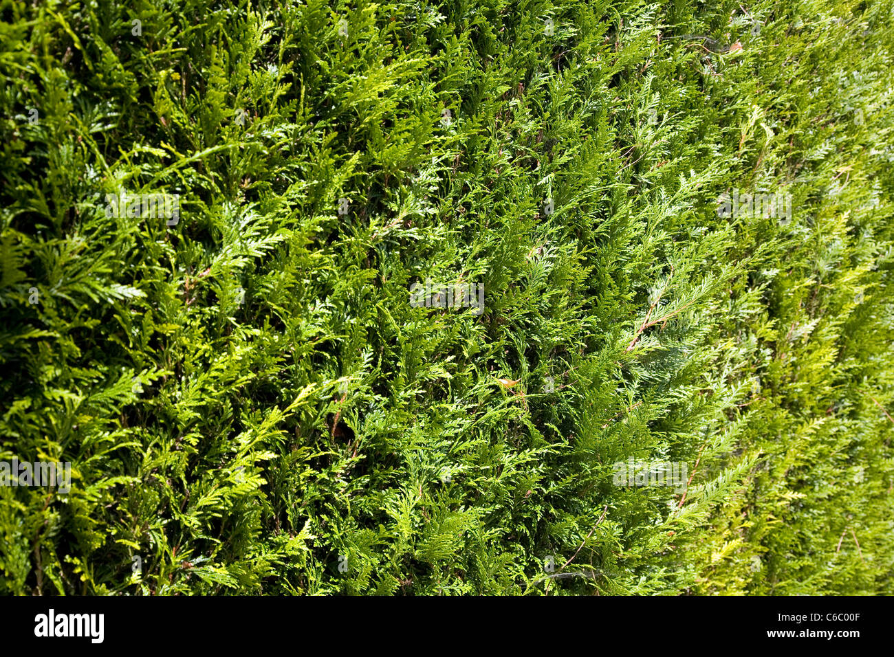 Leylandii Hedge foliage Stock Photo