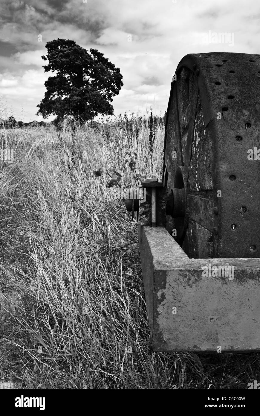 Field corn in Black and White