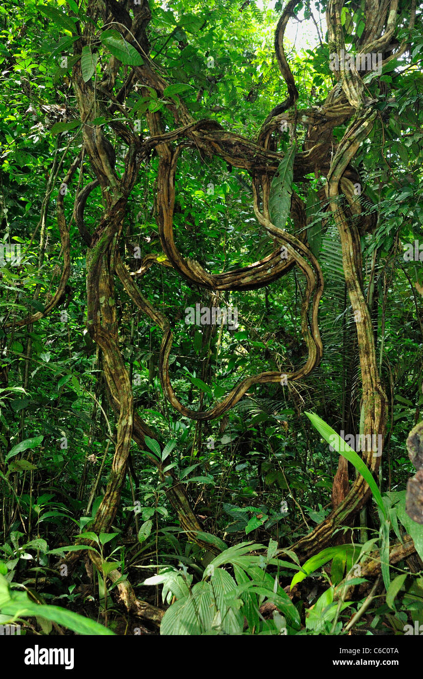 Entwined Creeper Branches, Rain Forest, Peru. Stock Photo