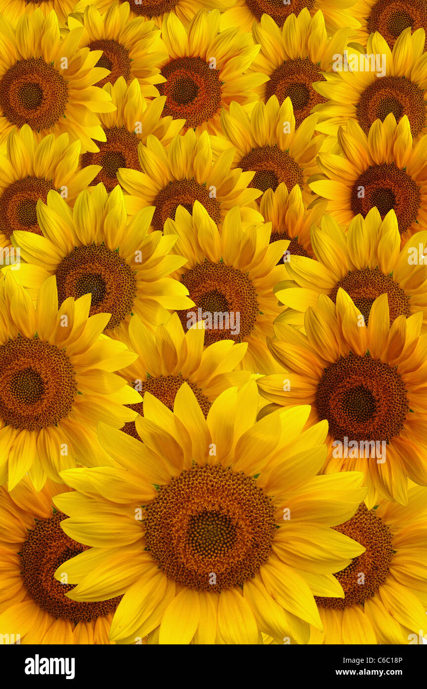 Beautiful large yellow sunflower petals Stock Photo Alamy
