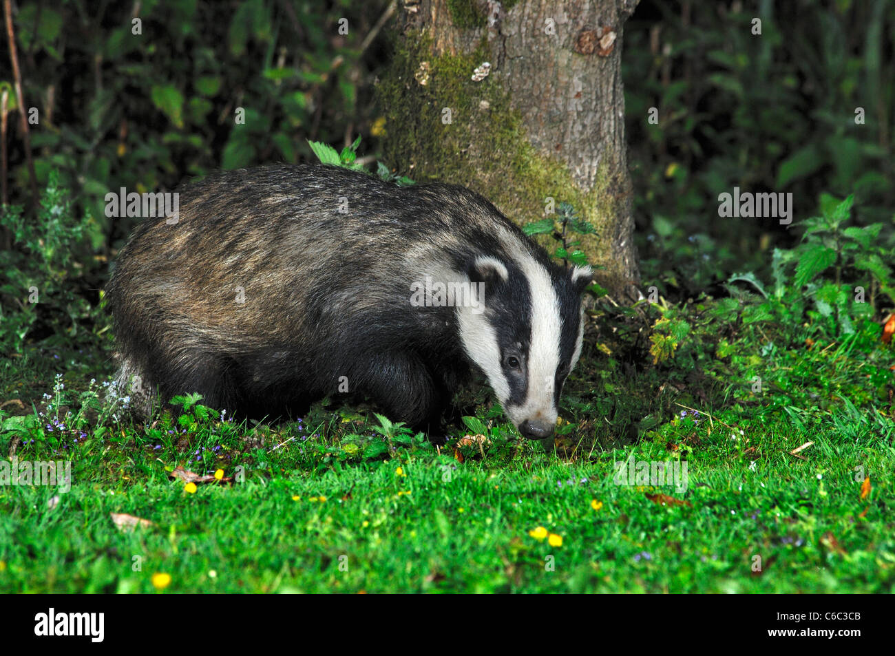 Badger foraging on grass. Dorset, UK July 2008 Stock Photo
