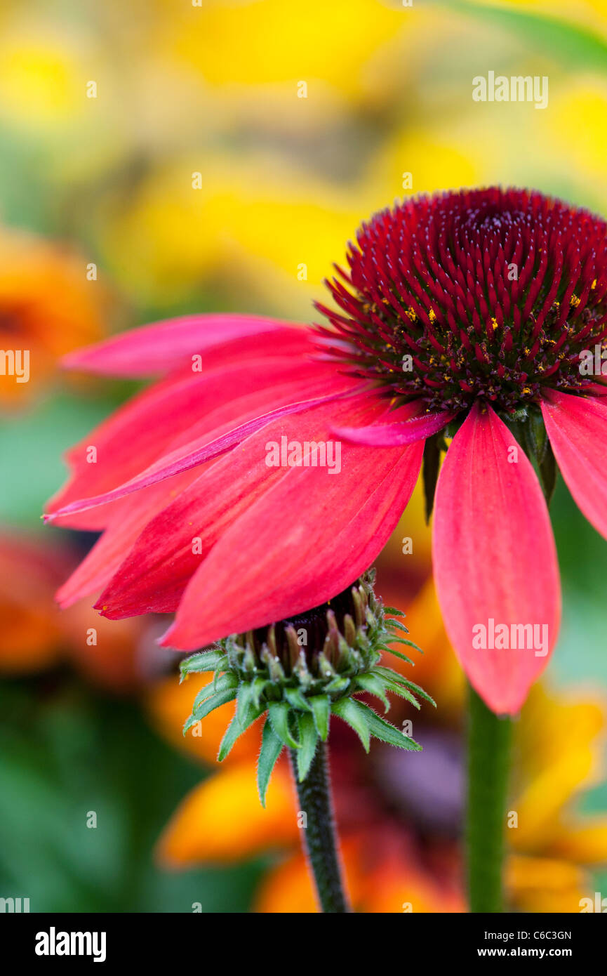 Echinacea hybrida 'Cheyenne Spirit'. Coneflower Stock Photo Alamy