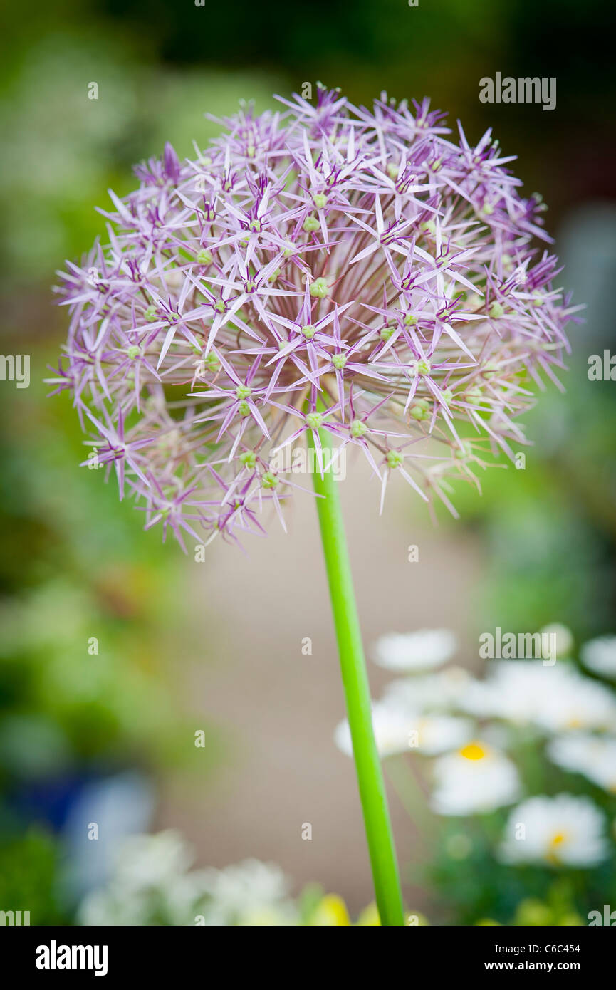 A macro close up of an extraordanairy pink and purple Allium 'Christolphi' in an English garden Stock Photo