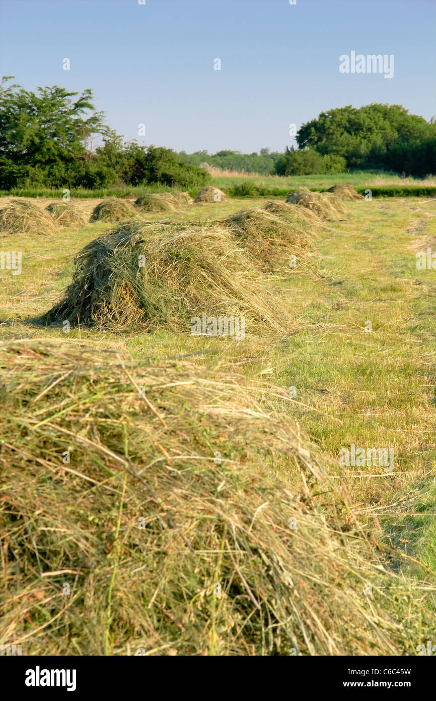 Harvest hay agricultural hi-res stock photography and images - Alamy