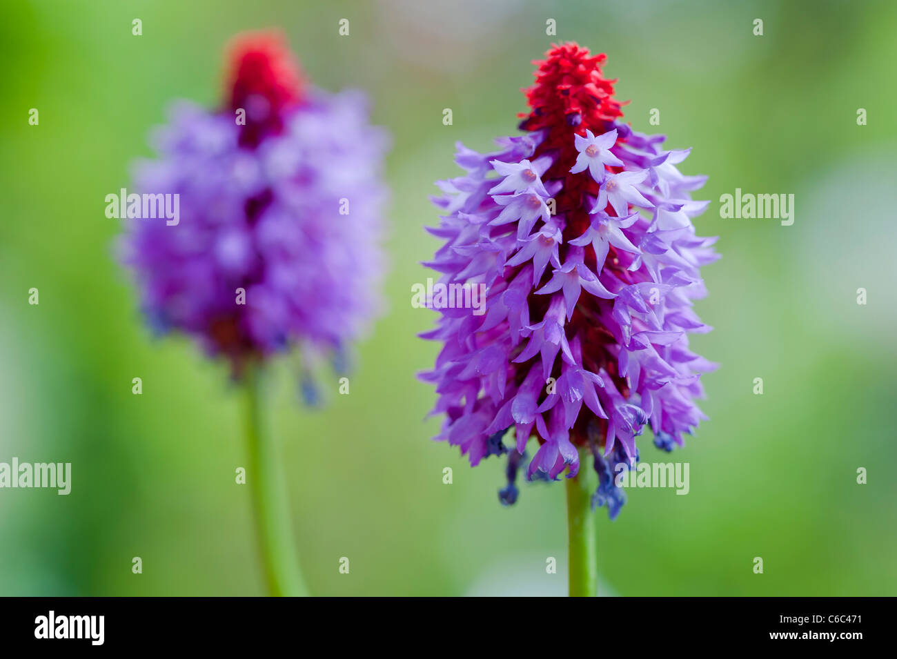 A macro close up of an extraordinary red and purple Primula 'Vialii' shot in an English country garden Stock Photo