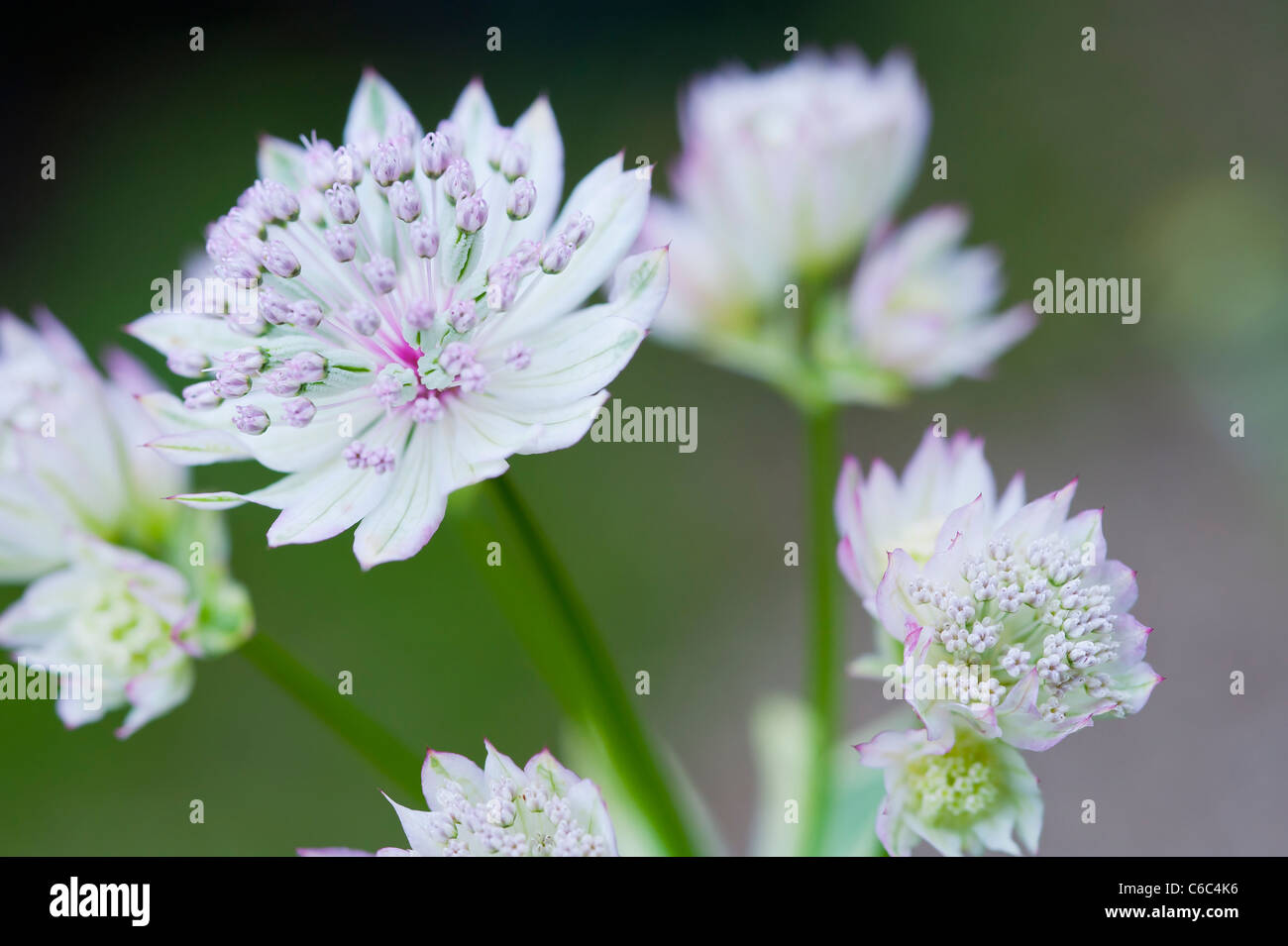 A macro close up of a pretty English garden flower 'Astrantia Major' in full bloom in an English garden Stock Photo