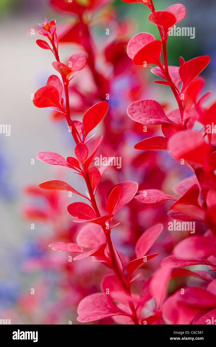 A macro close up of a beautiful red leafed shrub in an English garden Stock Photo