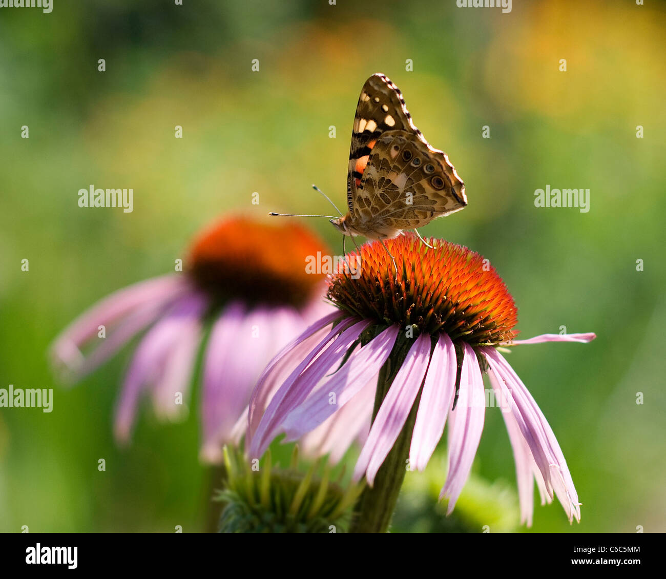 Butterfly on Echinacea flower Stock Photo