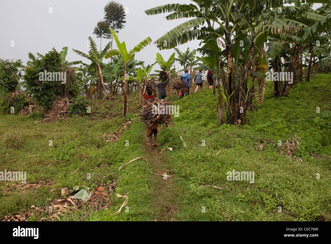 Banana plantation uganda hires stock photography and images Alamy