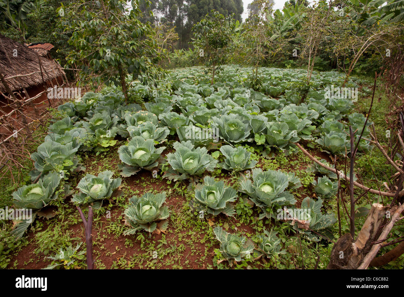 Field of Cabbage crops in Mount Elgon, Uganda, Africa Stock Photo Alamy