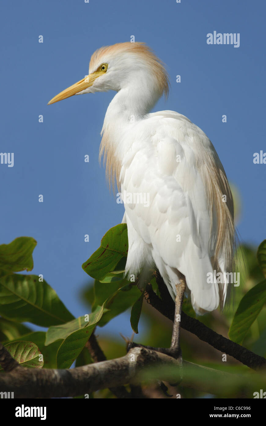 Cattle Egret (Bubulcus ibis) in  The Gambia, West Africa Stock Photo