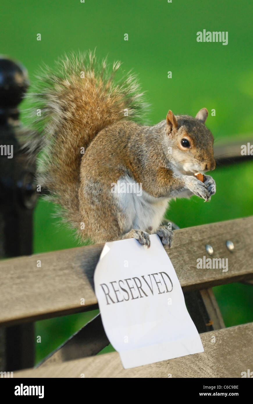 Squirrel eating a nut on a reserved seat Stock Photo