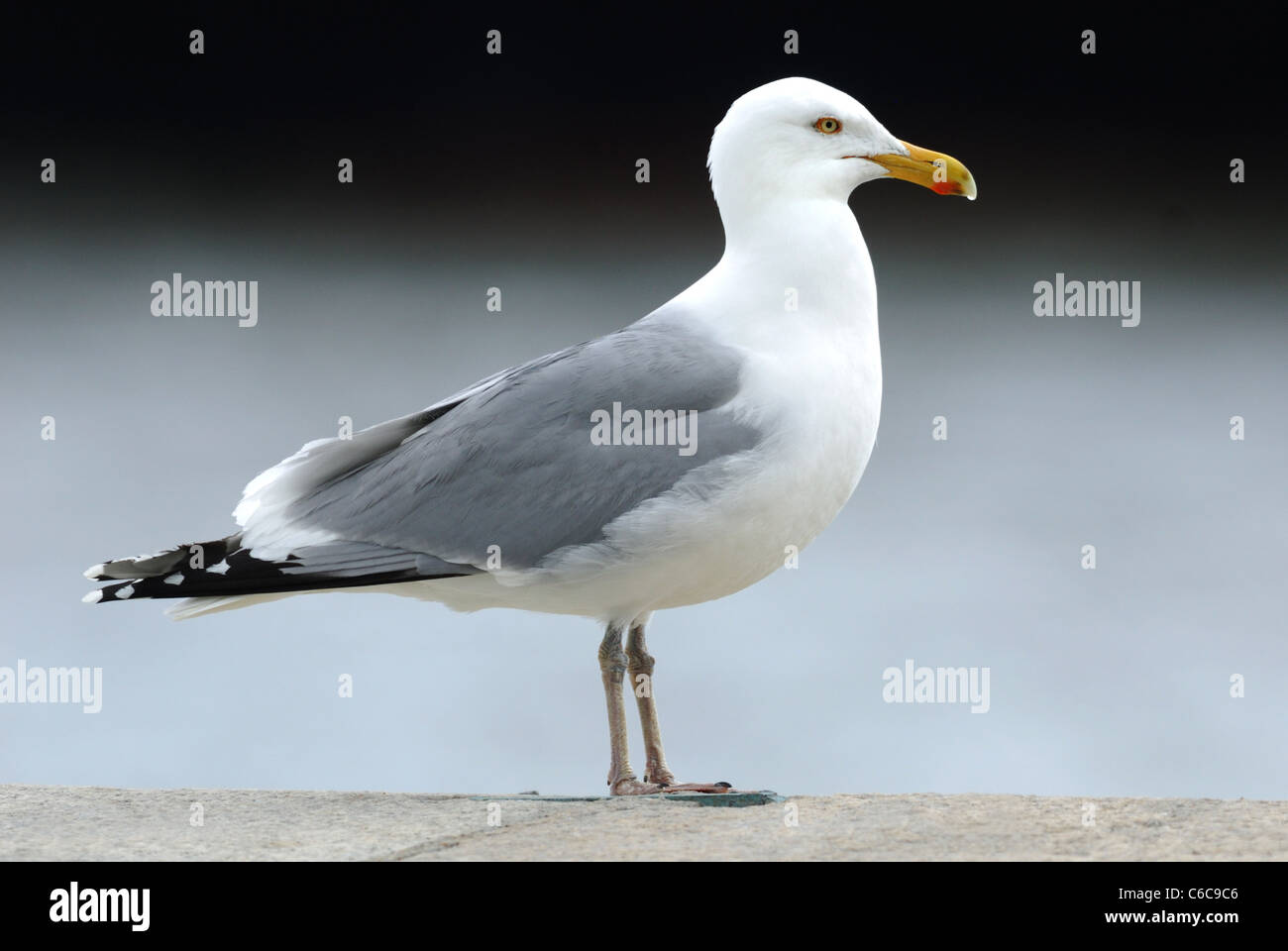 American Herring Gull (Larus smithsonianus) at Ellis Island, New York, USA Stock Photo