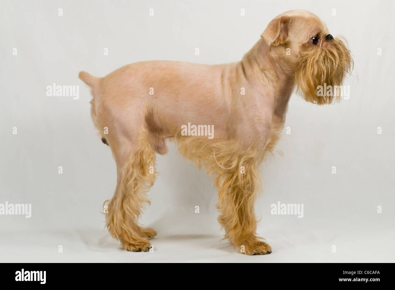 Dog of breed the Griffon Bruxellois after grooming Stock Photo