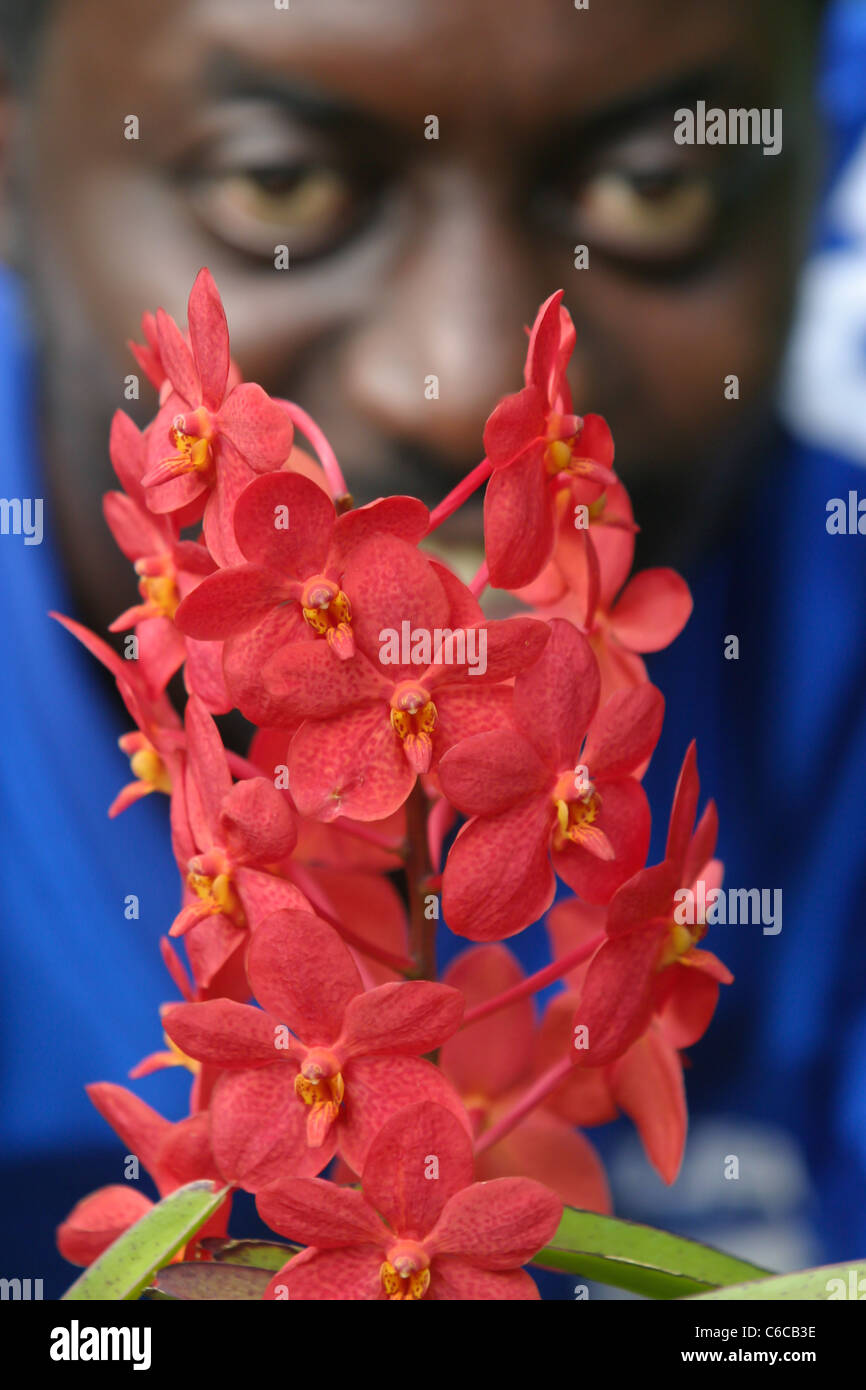 Gardener tends orchids at Orchid World in Barbados Stock Photo