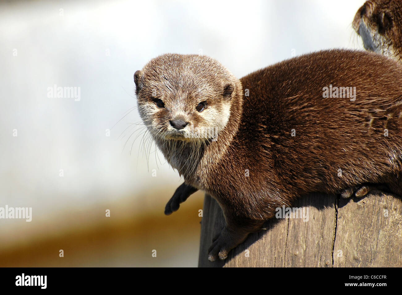 Brown otter hi-res stock photography and images - Alamy