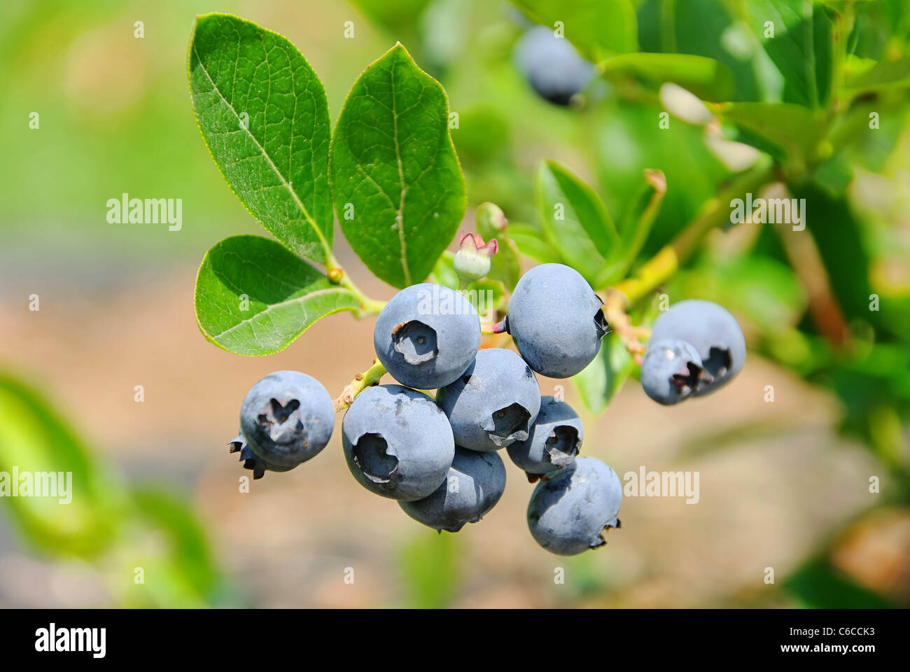 Heidelbeere am Strauch 01- blueberry on shrub 01 Stock Photo