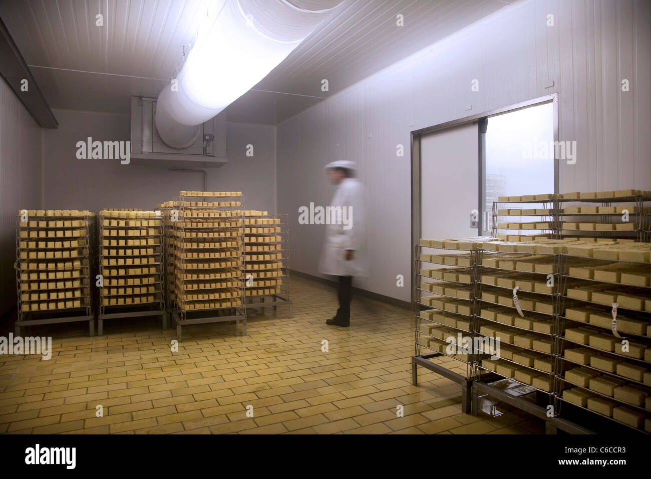Cheese maker and Herve cheeses stored in dairy storage room, Belgium
