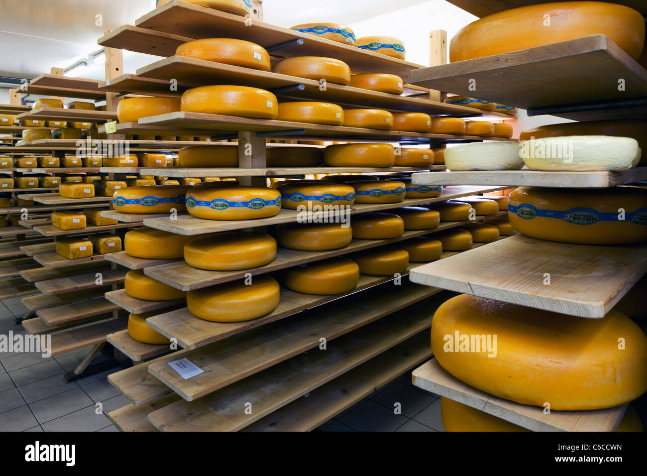 Cheeses in dairy storage room of the Beauvoordse Walhoeve, Veurne