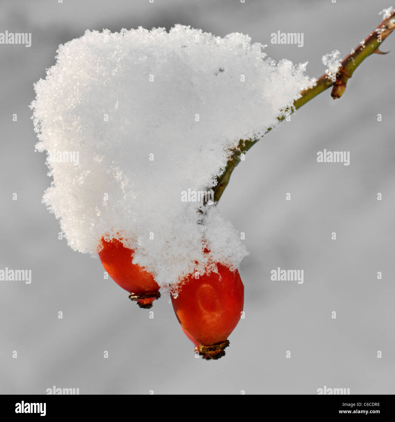 Rose hips covered in snow in winter, Belgium Stock Photo