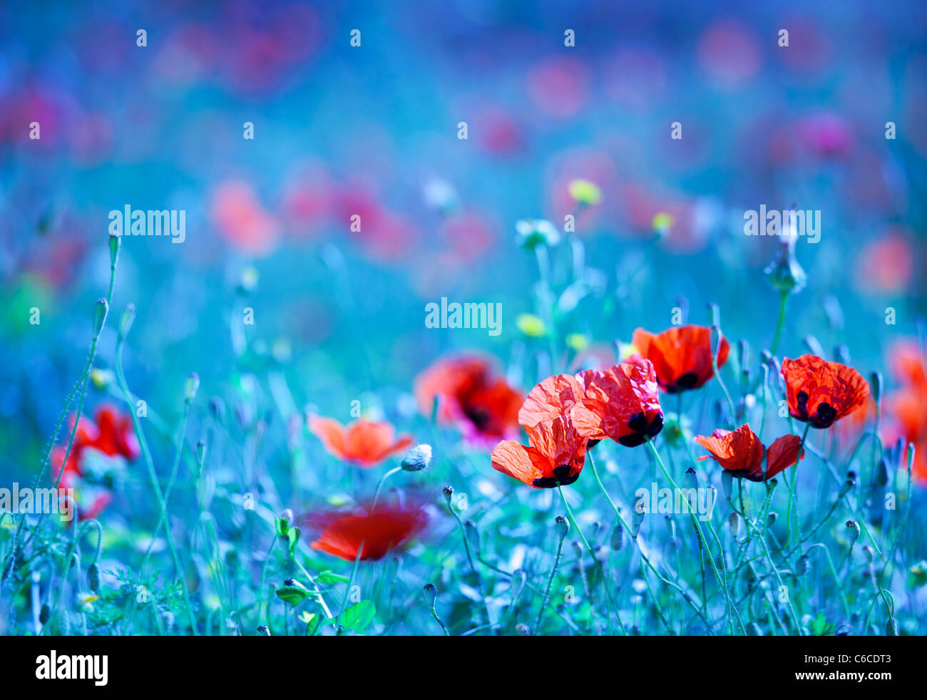 Poppy flower field at night with a dreamy blue cast and selective soft focus, natural background of wild summer nature Stock Photo