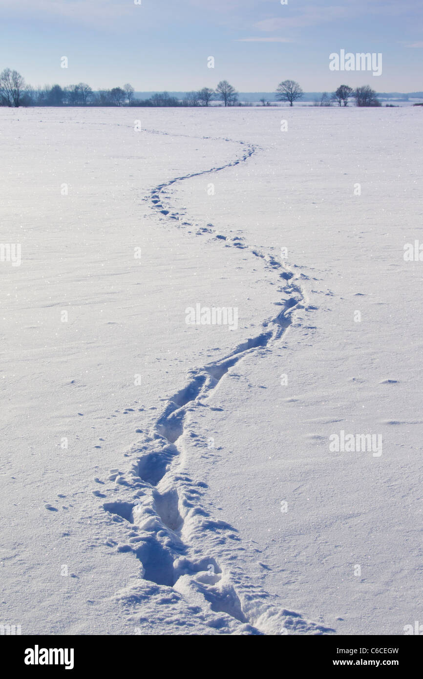 Wild boar (Sus scrofa) track running zigzag  through field in the snow in winter, Germany Stock Photo