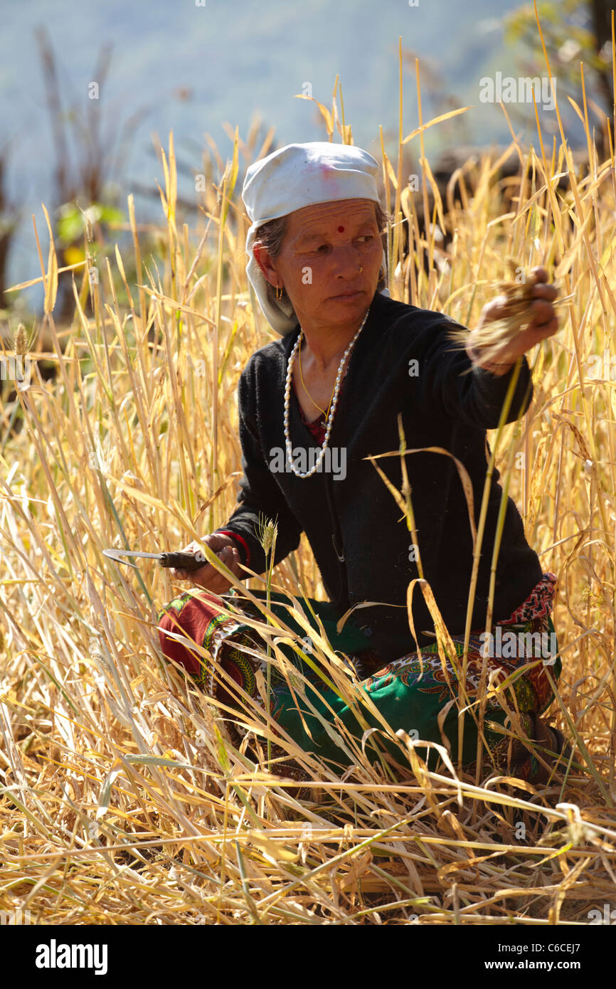 Nepali Woman Harvesting Wheat By Hand Annapurna Trek Nepal Stock Photo Alamy