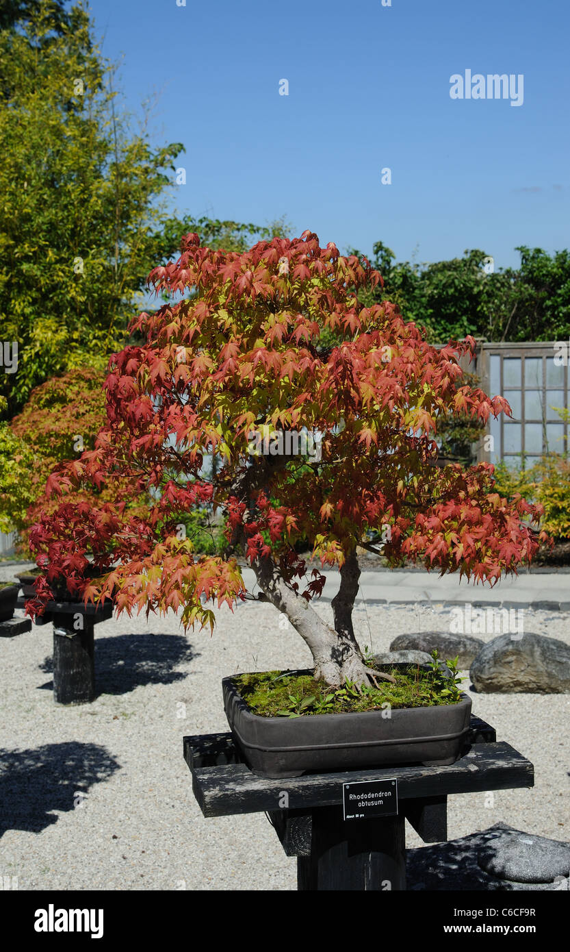 Bonsai Rhododendron obtusum tree around 30 years old Stock Photo - Alamy