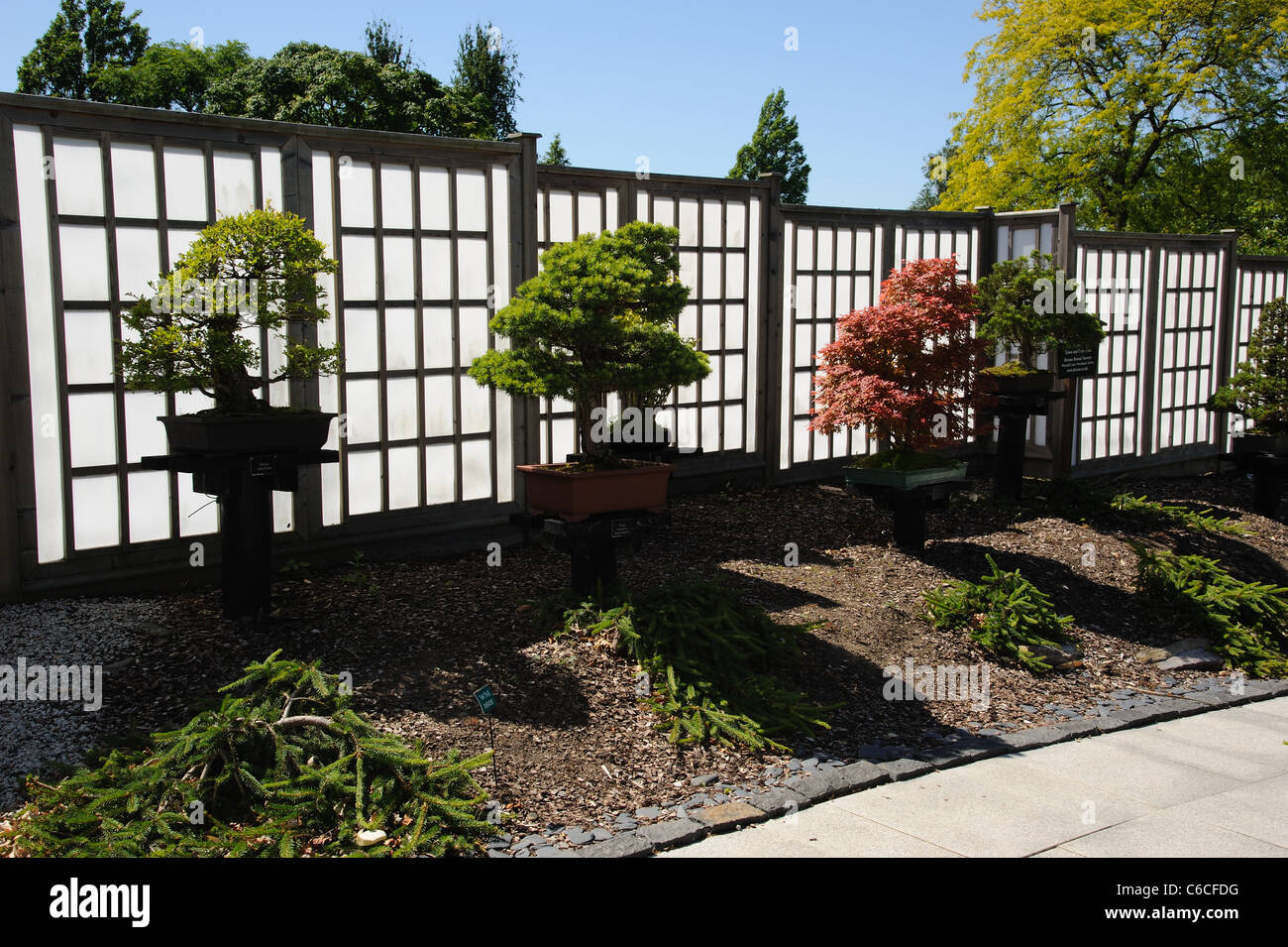 Bonsai trees in the Bonsai Garden at RHS Wisley Surrey England UK Stock