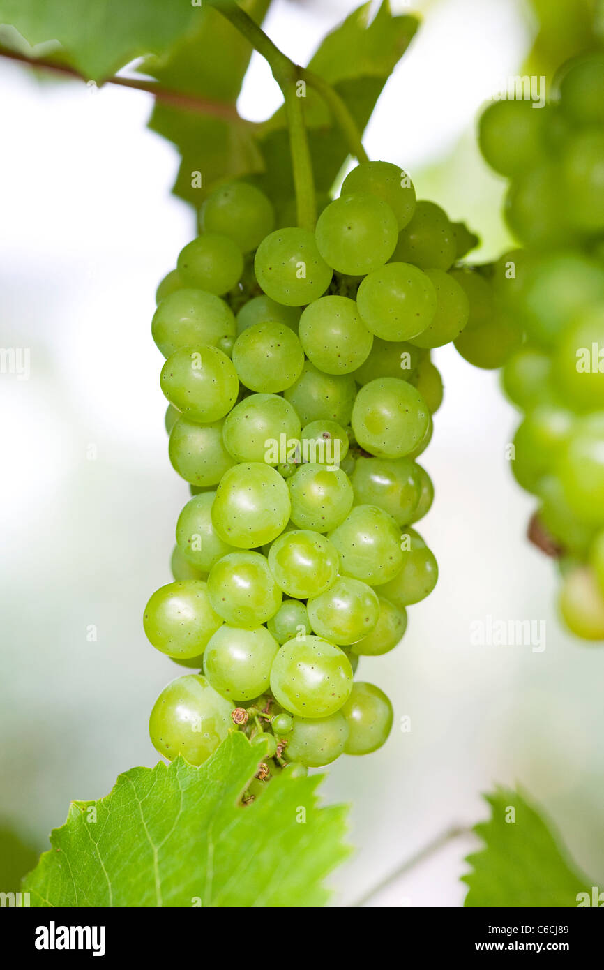 Vitis vinifera. Cluster of white grapes Stock Photo