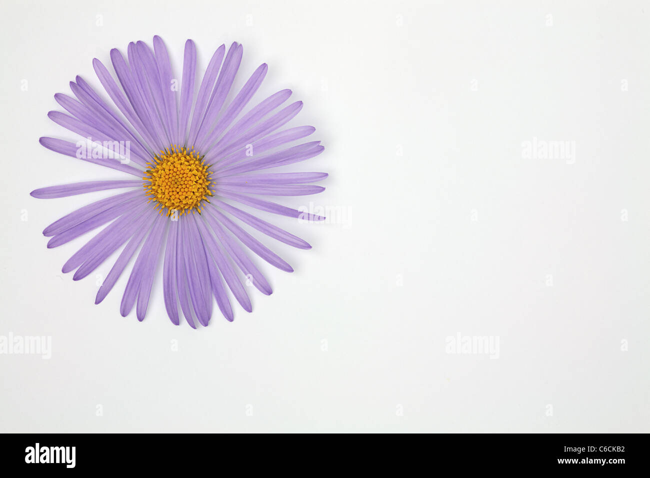 Lilac flower of Aster with thin long petals over white in the top left corner of the image Stock Photo