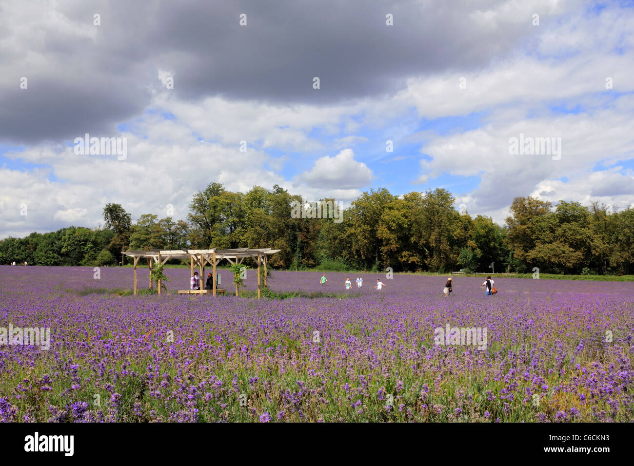 Mayfield Lavender fields Banstead Surrey England UK Stock Photo Alamy