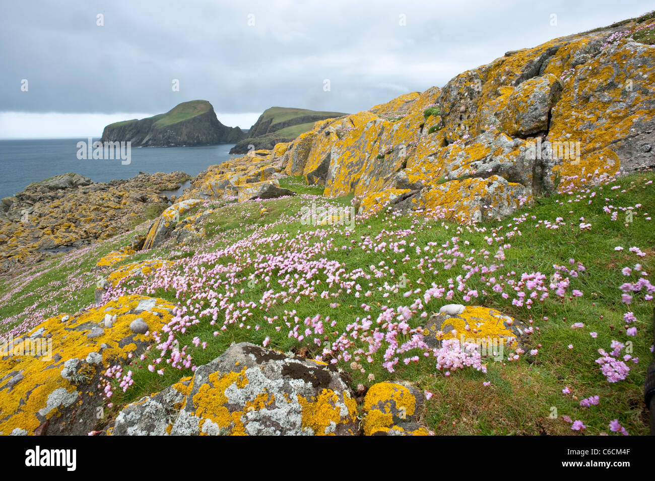 Sea Pinks (Armeria maritime) flowers on the shore cliffs of Fair Isle Shetland Subarctic Archipelago Scotland UK Europe June Stock Photo