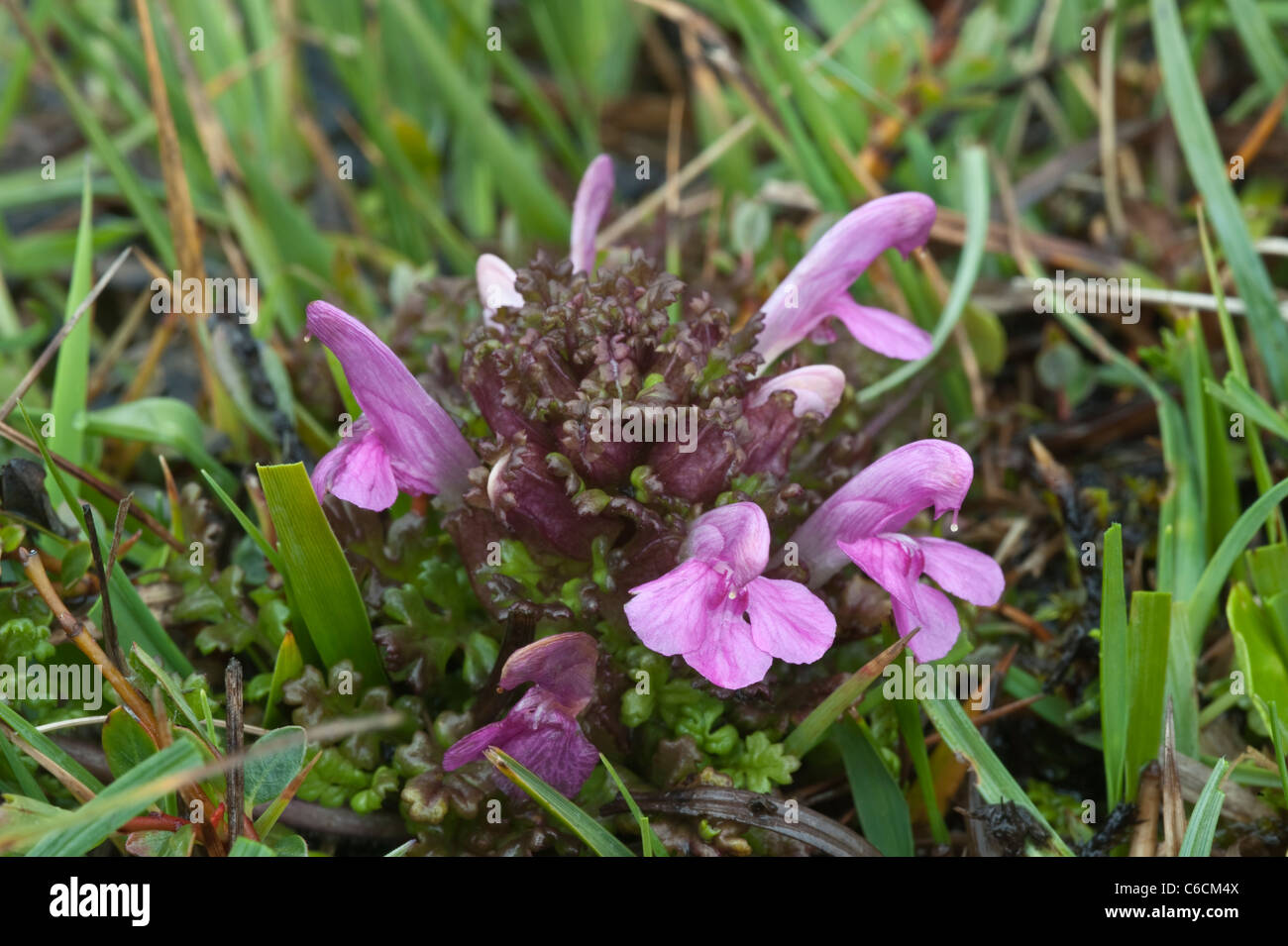 Louseworts (Pedicularis vulgaris) semi-parasitic plant flowers Fair Isle Shetland Subarctic Archipelago Scotland UK Europe June Stock Photo